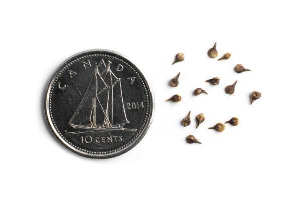 Fox sedge seeds on a white background with a dime for size comparison, Carex vulpinoidea.