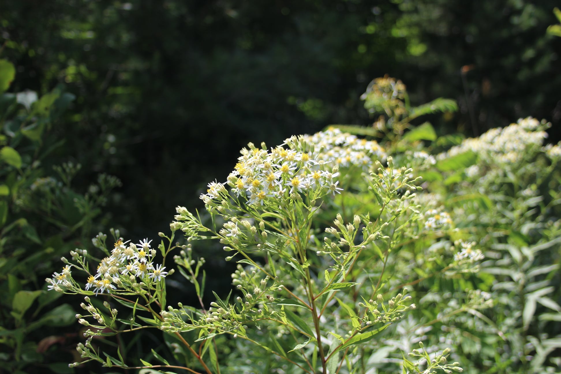 Dollingeria umbellata Flat-top white aster – Swallowtail Native Plants