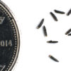 Common boneset seeds on a white background with a dime for size comparison, Eupatorium perfoliatum.