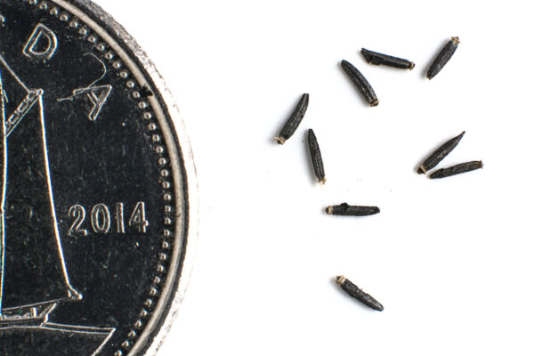 Common boneset seeds on a white background with a dime for size comparison, Eupatorium perfoliatum.