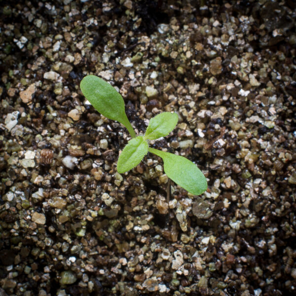 Spotted Joe Pye weed seedling growing in potting soil, Eutrochium maculatum