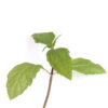 Spotted Joe Pye Weed seedling on a white background, Eutrochium maculatum.