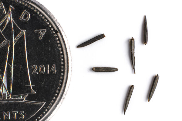 Spotted Joe Pye weed seeds on a white background with a dime for size comparison, Eutrochium maculatum.