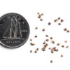 Wild strawberry seeds on a white background with a dime for size comparison, Fragaria virginiana