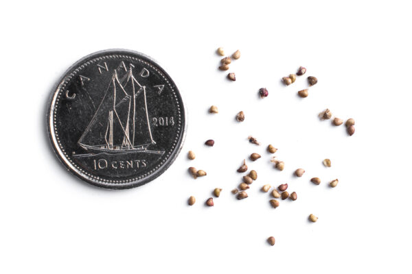 Wild strawberry seeds on a white background with a dime for size comparison, Fragaria virginiana