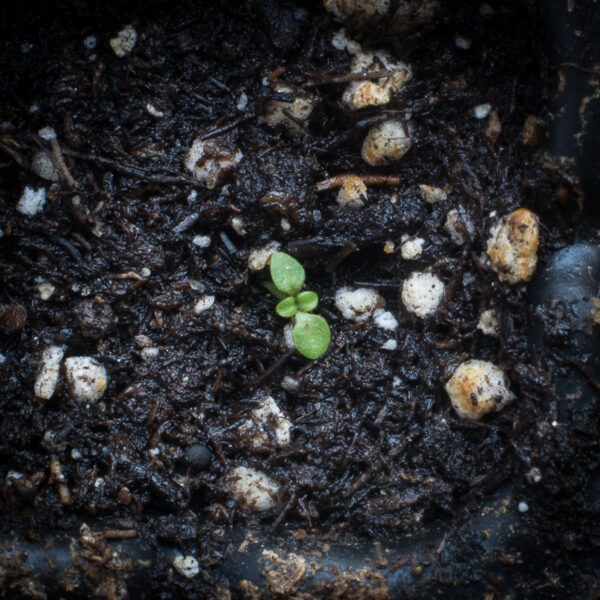 Greater fringed gentian seedling. Gentianopsis crinita.