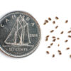 Greater fringed gentian seeds on a white background with a dime for size comparison, Gentianopsis crinita.