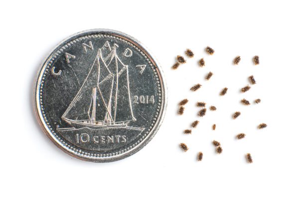 Greater fringed gentian seeds on a white background with a dime for size comparison, Gentianopsis crinita.