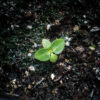 Greater fringed gentian seedling, Gentianopsis crinita