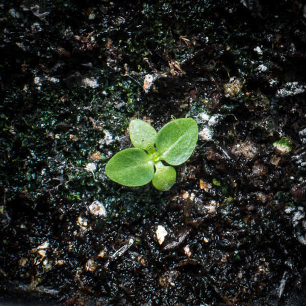 Greater fringed gentian seedling, Gentianopsis crinita