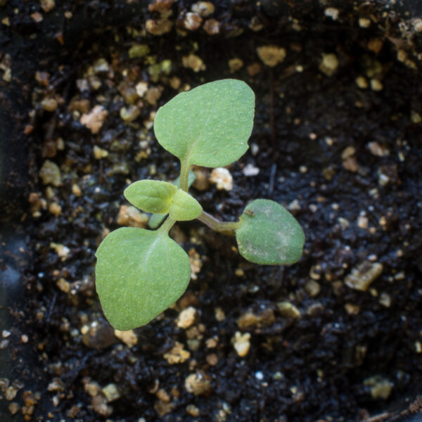 Wild bergamot seedling growing in potting soil, Monarda fistulosa.