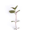 Wild bergamot seedling on a white background. Monarda fistulosa