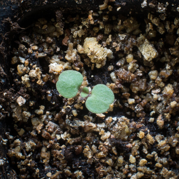 Wild bergamot seedling growing in potting soil, Monarda fistulosa.