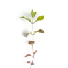 Wild bergamot seedling on a white background. Monarda fistulosa