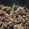 Old switch panicgrass seedling growing in potting soil, Panicum virgatum.