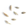 Old switch panicgrass seeds on a white background, Panicum virgatum