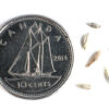 Old switch panicgrass seeds on a white background with a dime for size comparison, Panicum virgatum