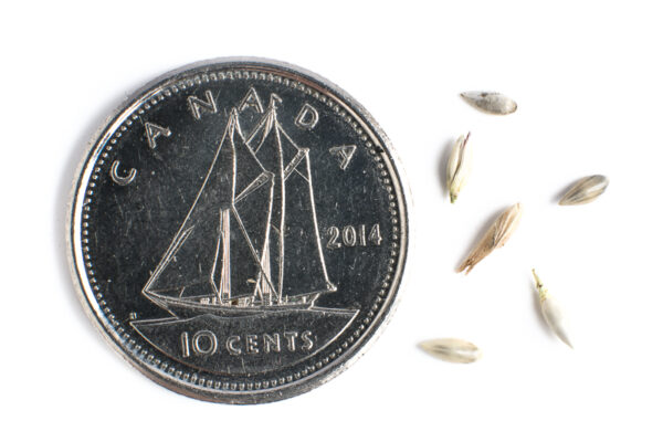 Old switch panicgrass seeds on a white background with a dime for size comparison, Panicum virgatum