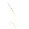 Panic grass seedling on a white background. Panicum virgatum