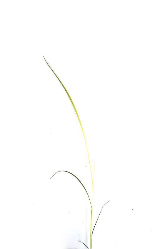 Panic grass seedling on a white background. Panicum virgatum