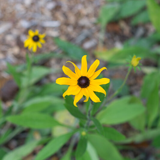 Black-eyed Susan flowering, Rudbeckia hirta