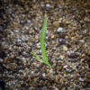 Little bluestem seedling growing in potting soil, Schizachyrium scoparium.