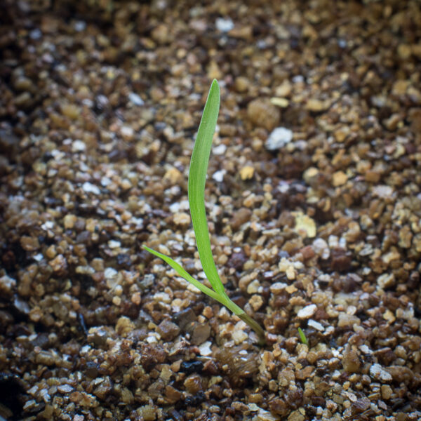 Little bluestem seedling growing in potting soil, Schizachyrium scoparium.