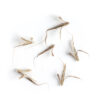 Little bluestem seeds on a white background, Schizachyrium scoparium