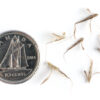 Little bluestem seeds on a white background with a dime for size comparison, Schizachyrium scoparium.