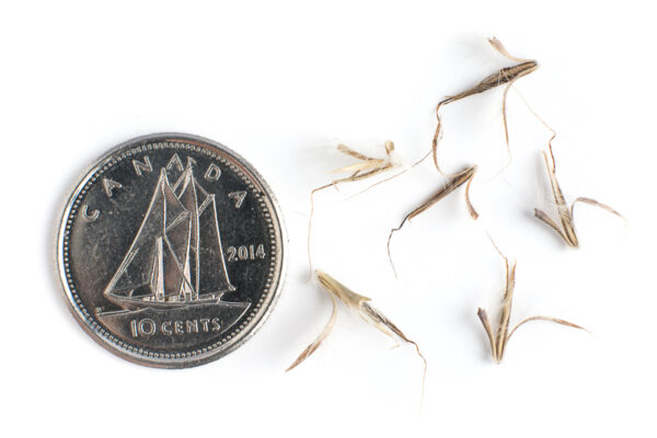 Little bluestem seeds on a white background with a dime for size comparison, Schizachyrium scoparium.