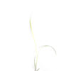 Littls bluestem seedling on a white background. Schizachyrium scoparium.