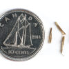 Little bluestem seeds on a white background with a dime for size comparison, Schizachyrium scoparium.