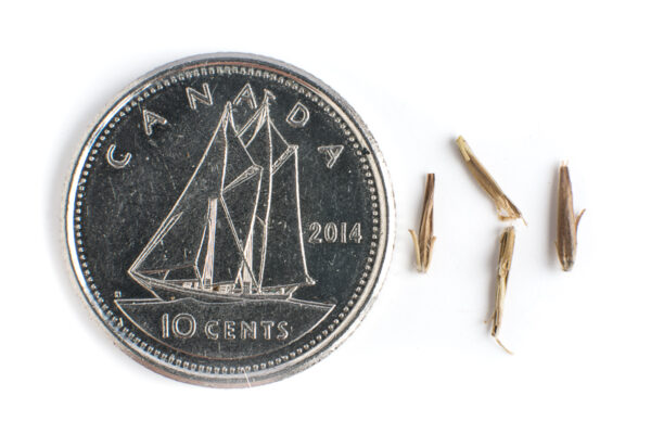 Little bluestem seeds on a white background with a dime for size comparison, Schizachyrium scoparium.