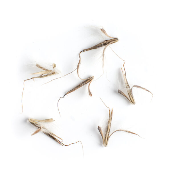 Little bluestem seeds on a white background, Schizachyrium scoparium