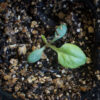 Grey-stemmed goldenrod seedling, Solidago nemoralis.