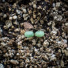 Grey-stemmed goldenrod seedling growing in potting soil, Solidago nemoralis.