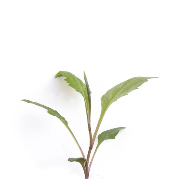 Grey-stemmed goldenrod seedling on a white background, Solidago nemoralis.