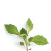 Grey-stemmed goldenrod seedling on a white background. Solidago nemoralis