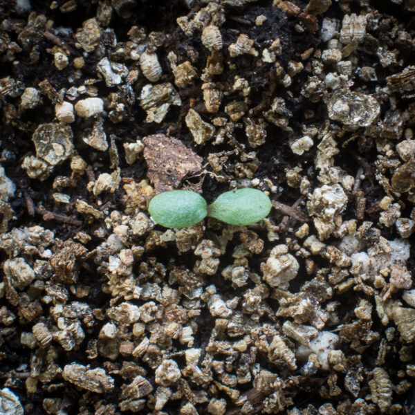 Grey-stemmed goldenrod seedling growing in potting soil, Solidago nemoralis.