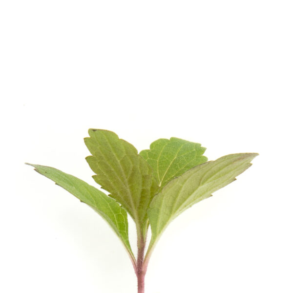 Rough-stemmed goldenrod seedling on a white background, Solidago rugosa.