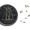 Rough-stemmed goldenrod seeds on a white background with a dime for size comparison, Solidago rugosa.