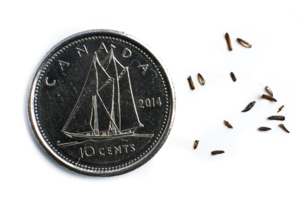 Rough-stemmed goldenrod seeds on a white background with a dime for size comparison, Solidago rugosa.