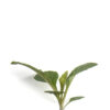 Rough-stemmed goldenrod seedling on a white background. Solidago rugosa