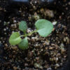 Heart-leaved aster seedling, Symphyotrichum ericoides.