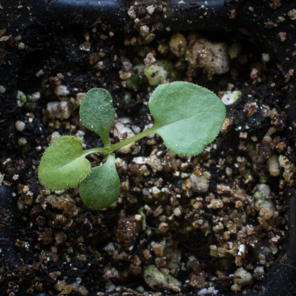 Heart-leaved aster seedling, Symphyotrichum ericoides.