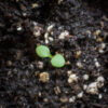 Heart-leaved aster seedling growing in potting soil, Symphyotrichum cordifoilum