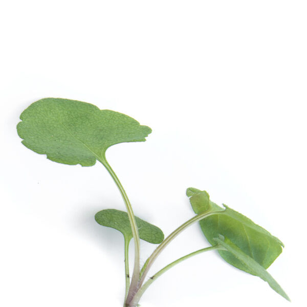 Heart leaved aster seedling on a white background. Symphyotrichum cordifolium