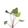 Heart leaved aster seedling on a white background. Symphyotrichum cordifolium