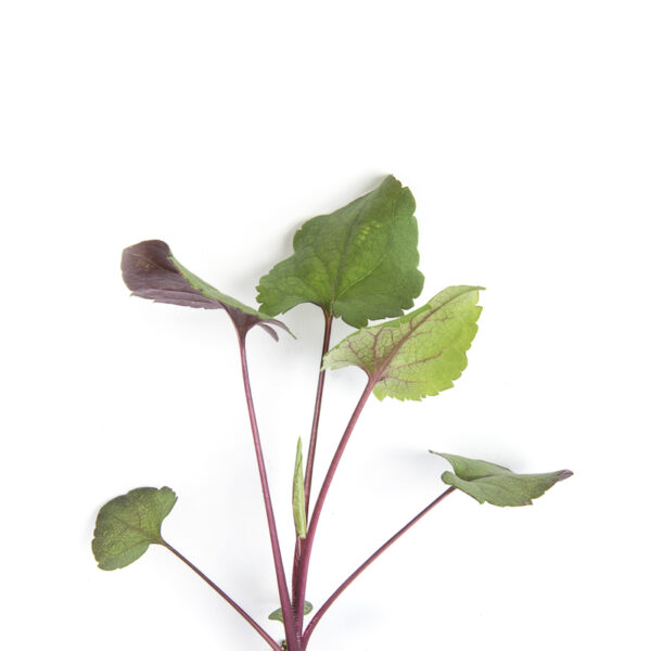 Heart leaved aster seedling on a white background. Symphyotrichum cordifolium