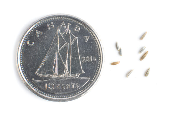 Heart-leaved aster seeds on a white background with a dime for size comparision, Symphyotrichum cordifolium.